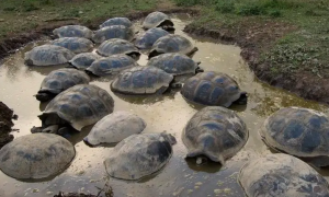 加拉帕戈斯象龟还有多少只