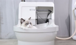 猫洁易怎么调清洗次数