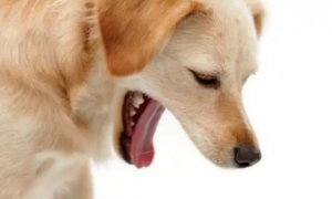 狗狗呕吐是什么原因引起的