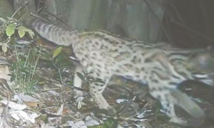 福州发现珍稀濒危动物豹猫