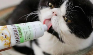 猫咪营养膏有用吗