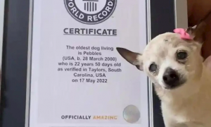 吉尼斯世界纪录官方认证！全球最年长的狗去世：终年22岁