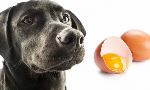 狗狗吃了一个生鸡蛋怎么办呢
