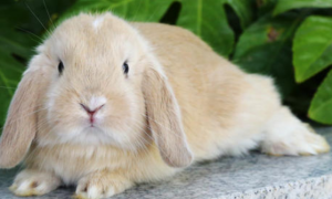 荷兰垂耳兔一般多少钱
