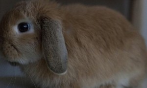迷你垂耳兔常见病和治疗方法