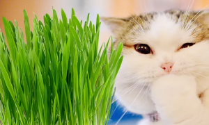 猫草是小麦吗