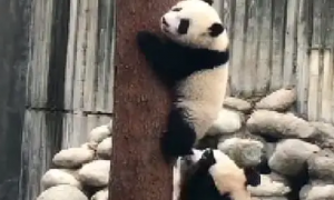 熊猫宝宝爬树，熊猫妈妈上去就是一顿打，宝宝：我不要面子的吗？