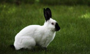 喜马拉雅兔常见病和治疗方法