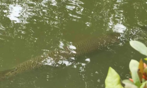 广州一高校中心湖发现鳄雀鳝，已紧急抽水捕捞，将被制成标本