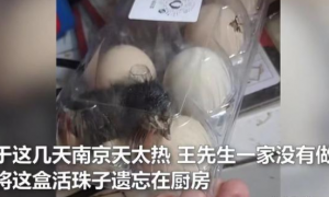 江苏男子网购活珠子，因天气炎热竟孵化出小鸡 网友：太幸运了！