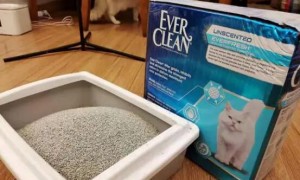 ever clean猫砂属于哪种猫砂