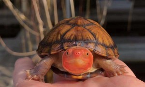红面泥龟怎么冬眠