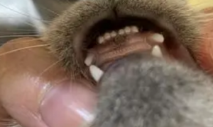 猫咪牙龈长了一坨黑的东西是什么