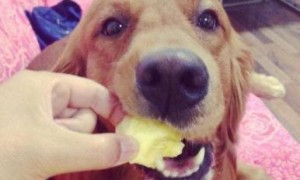 狗能吃菠萝吗为什么