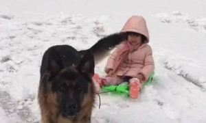 小女儿滑雪，德牧站在旁边紧步不离看护，狗：别把小公主摔着了…