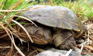 沼泽侧颈龟怎么冬眠