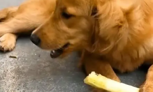 狗能吃甘蔗吗