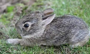 兔子可以吃青菜吗