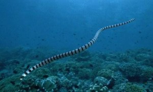裂须海蛇长什么样子