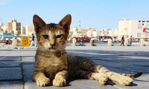 阿联酋发生严重的“虐猫事件”，超150只猫被遗弃沙漠