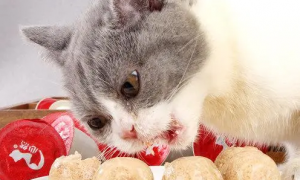 猫吃什么小零食