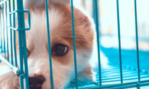 狗可以在笼子里养吗