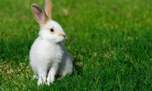 如何判断宠物兔年龄 通过爪子特征判断