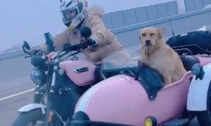 女孩骑着边三轮摩托车带着狗，在高速路上驰骋，人被冻成狗了吗？
