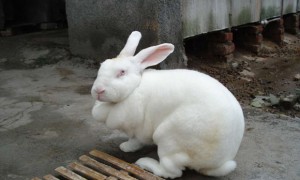 新西兰兔可以养几年