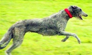 苏格兰猎鹿犬如何训练