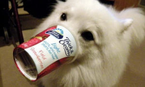 狗狗可以喝的酸奶