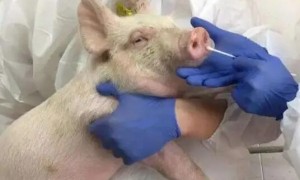 新冠病毒在猪身上也发现过