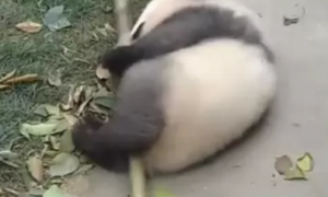 熊猫宝宝骑扫把，秒变“魔女”萌翻众人，网友：吃可爱多长大的吧