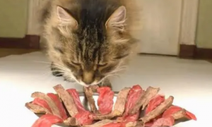 猫罐头是生肉还是熟肉