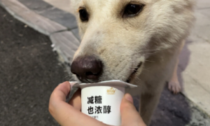 让小狗喝酸奶可以吗