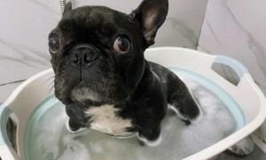 狗狗洗澡用什么沐浴露比较好
