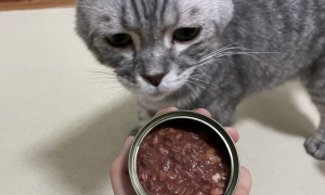猫罐头怎么喂