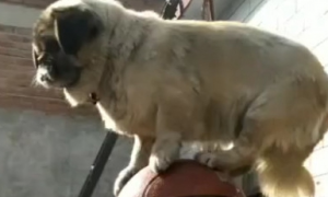 小奶狗站篮球上平衡行走，杂技演员上场，让人称赞！