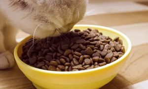 猫粮检测需要多少钱