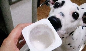 泰迪狗能喝酸奶牛奶吗