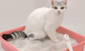 猫砂是怎么做成的