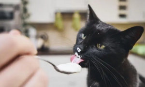 猫咪喝酸奶会怎么样