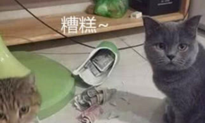 两只猫打碎花瓶，女子准备揍猫时看到花瓶里的东西，顿时露出坏笑