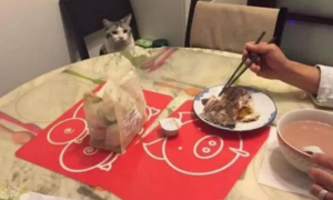 女子背着猫咪吃鱼，结果被它发现了，猫：铲屎官你竟然吃独食！