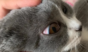 猫眼睛里有红血丝是怎么回事