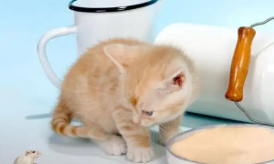 猫吐黄水是什么原因