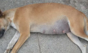 狗狗怀孕54天看不到肚子正常吗