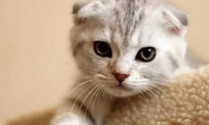 为什么一窝猫有一只折耳