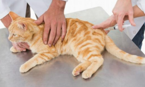猫咪下半身瘫痪肚子越来越大不排便怎么办