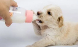 小狗可以喂奶粉吗